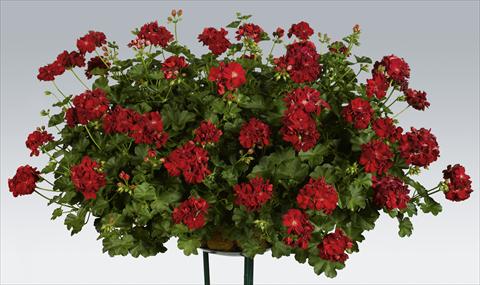 foto van een variëteit aan bloemen, te gebruiken als: Potplant, patioplant, korfplant Pelargonium peltatum pac® Kate