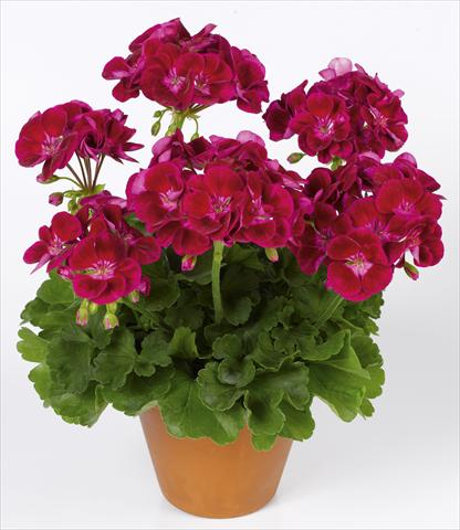 foto van een variëteit aan bloemen, te gebruiken als: Potplant, perkplant, patioplant Pelargonium zonale pac® Flower Fairy® Velvet