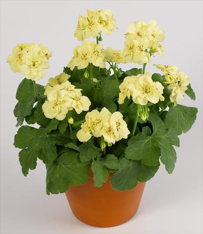 foto van een variëteit aan bloemen, te gebruiken als: Potplant, perkplant, patioplant Pelargonium zonale pac® First Yellow Improved