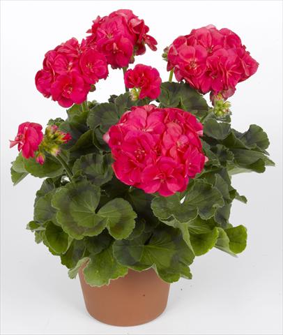 foto van een variëteit aan bloemen, te gebruiken als: Potplant, perkplant, patioplant Pelargonium zonale pac® Ludo