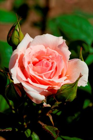 foto van een variëteit aan bloemen, te gebruiken als: Perkplant / Borders Rosa paesaggistica Donatella®