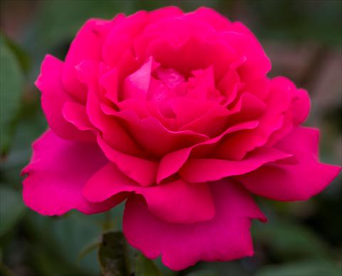 foto van een variëteit aan bloemen, te gebruiken als: Perkplant / Borders Rosa paesaggistica Velasquez®