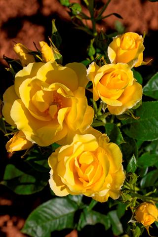 foto van een variëteit aan bloemen, te gebruiken als: Perkplant / Borders Rosa rampicante Gp Happiness®