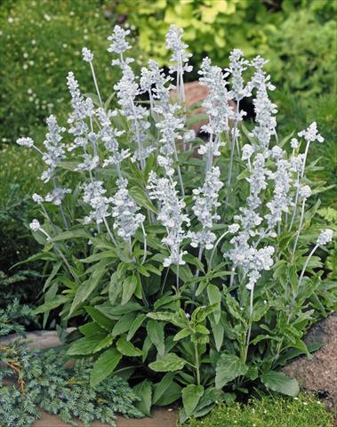 foto van een variëteit aan bloemen, te gebruiken als: Perkplant / Borders Salvia farinacea Evolution® White