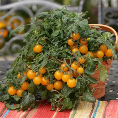 foto van een variëteit aan bloemen, te gebruiken als: Potplant, perkplant, patioplant Solanum lycopersicum (pomodoro) Tumbling Junior