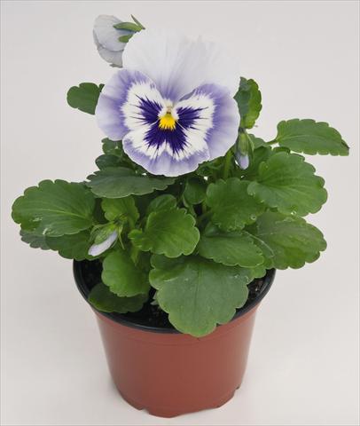 foto van een variëteit aan bloemen, te gebruiken als: Pot - en perkplant Viola wittrockiana Inspire® Blue Angel