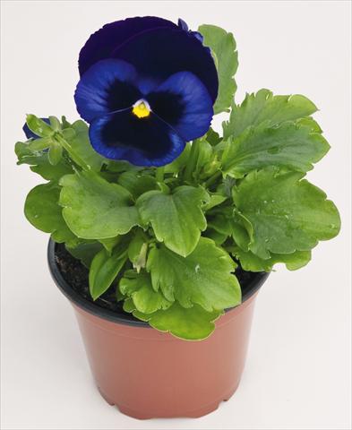 foto van een variëteit aan bloemen, te gebruiken als: Pot - en perkplant Viola wittrockiana Inspire® Blue Velvet