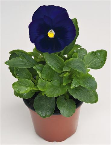 foto van een variëteit aan bloemen, te gebruiken als: Pot - en perkplant Viola wittrockiana Inspire® Deep Blue with Blotch