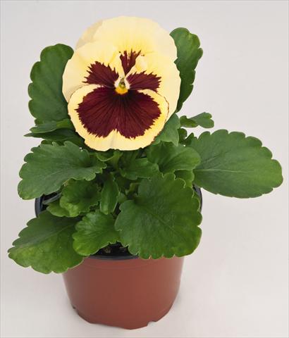 foto van een variëteit aan bloemen, te gebruiken als: Pot - en perkplant Viola wittrockiana Inspire® Lemon with Red Blotch