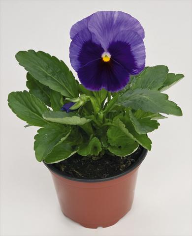 foto van een variëteit aan bloemen, te gebruiken als: Pot - en perkplant Viola wittrockiana Inspire® Lilac with Blotch