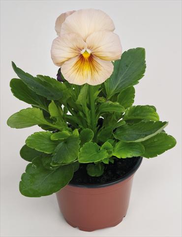 foto van een variëteit aan bloemen, te gebruiken als: Pot - en perkplant Viola wittrockiana Inspire® Peach Shades Improved