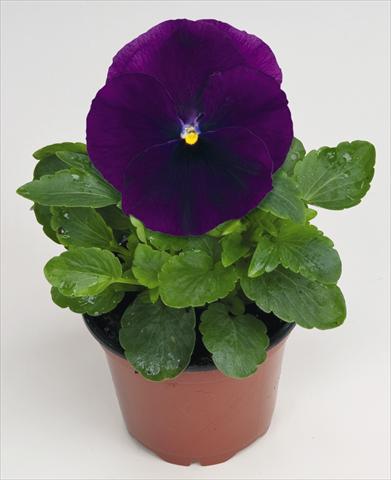foto van een variëteit aan bloemen, te gebruiken als: Pot - en perkplant Viola wittrockiana Thriller® F1 Purple