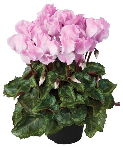 foto van een variëteit aan bloemen, te gebruiken als: Pot - en perkplant Cyclamen persicum Super Serie® Jive® F1 Neon Flamed