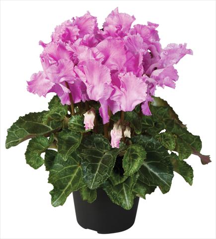 foto van een variëteit aan bloemen, te gebruiken als: Pot - en perkplant Cyclamen persicum Super Serie® Jive® F1 Violet Flamed