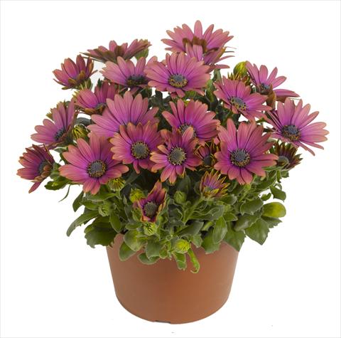 foto van een variëteit aan bloemen, te gebruiken als: Pot - en perkplant Osteospermum RED FOX Summertime® Blueberry