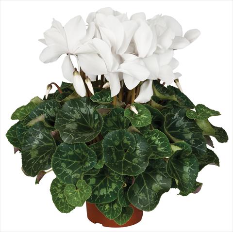foto van een variëteit aan bloemen, te gebruiken als: Pot - en perkplant Cyclamen persicum Super Serie® Mammoth® F1 Cream White