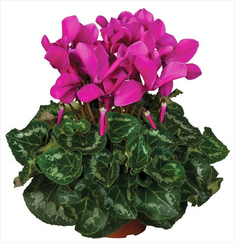 foto van een variëteit aan bloemen, te gebruiken als: Pot - en perkplant Cyclamen persicum Super Serie® Mammoth® F1 Dark Violet