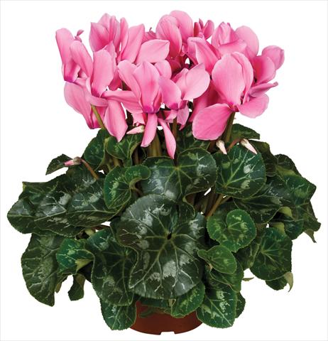 foto van een variëteit aan bloemen, te gebruiken als: Pot - en perkplant Cyclamen persicum Super Serie® Mammoth® F1 Light Salmon Pink