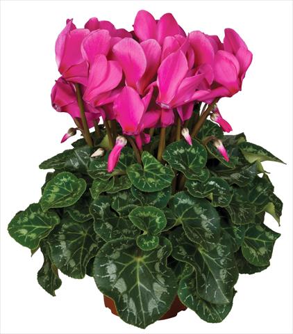 foto van een variëteit aan bloemen, te gebruiken als: Pot - en perkplant Cyclamen persicum Super Serie® Mammoth® F1 Magenta