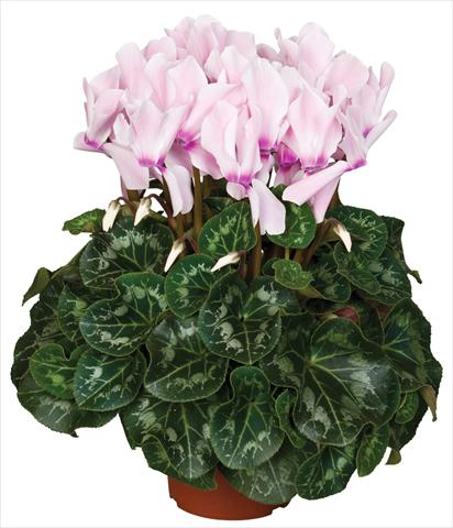 foto van een variëteit aan bloemen, te gebruiken als: Pot - en perkplant Cyclamen persicum Super Serie® Mammoth® F1 Neon Flamed Light