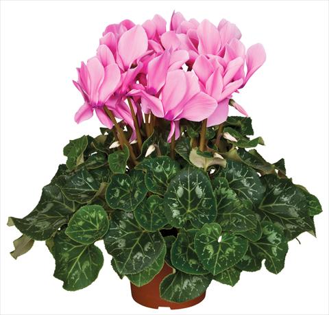 foto van een variëteit aan bloemen, te gebruiken als: Pot - en perkplant Cyclamen persicum Super Serie® Mammoth® F1 Neon Pink