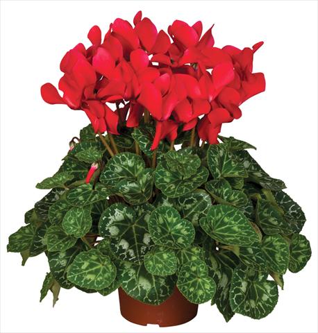 foto van een variëteit aan bloemen, te gebruiken als: Pot - en perkplant Cyclamen persicum Super Serie® Mammoth® F1 Red