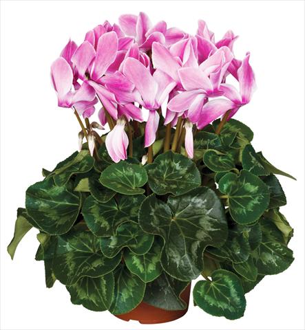foto van een variëteit aan bloemen, te gebruiken als: Pot - en perkplant Cyclamen persicum Super Serie® Mammoth® F1 Wine Red Flamed