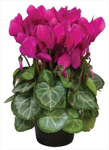 foto van een variëteit aan bloemen, te gebruiken als: Pot - en perkplant Cyclamen persicum Super Serie® Michelangelo® F1 Dark Violet