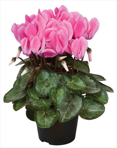 foto van een variëteit aan bloemen, te gebruiken als: Pot - en perkplant Cyclamen persicum Super Serie® Michelangelo® F1 Neon Flamed