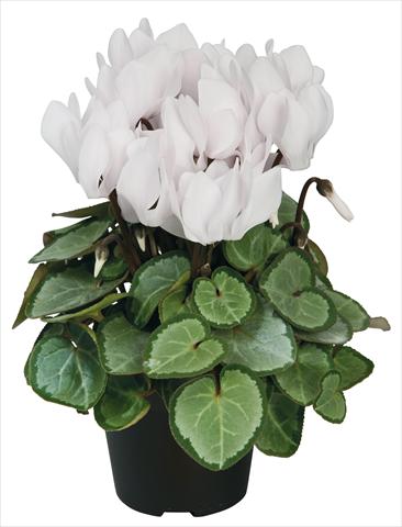 foto van een variëteit aan bloemen, te gebruiken als: Pot - en perkplant Cyclamen persicum Super Serie® Michelangelo® F1 Pure White