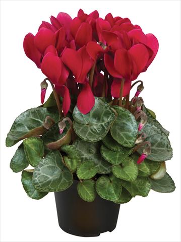 foto van een variëteit aan bloemen, te gebruiken als: Pot - en perkplant Cyclamen persicum Super Serie® Michelangelo® F1 Wine Red