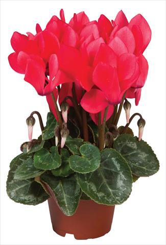 foto van een variëteit aan bloemen, te gebruiken als: Pot - en perkplant Cyclamen persicum Super Serie® Micro® F1 Salmon Red