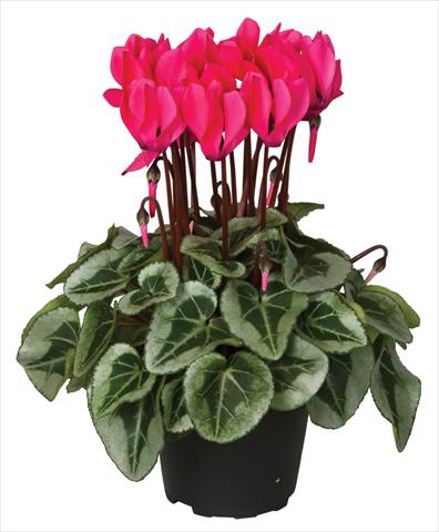 foto van een variëteit aan bloemen, te gebruiken als: Pot - en perkplant Cyclamen persicum Super Serie® Picasso® F1 Neon Pink