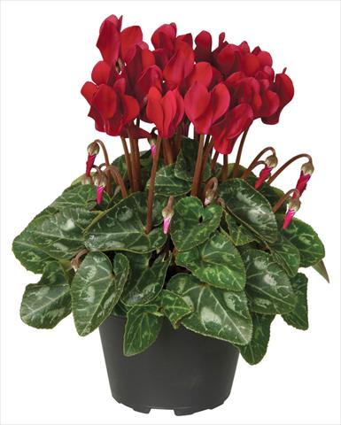 foto van een variëteit aan bloemen, te gebruiken als: Pot - en perkplant Cyclamen persicum Super Serie® Verano® F1 Deep Wine Red