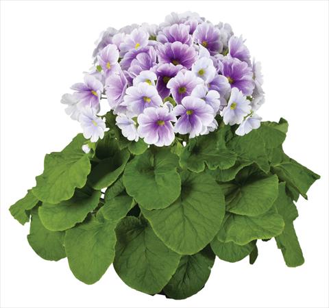 foto van een variëteit aan bloemen, te gebruiken als: Pot Primula obconica Touch Me® F1 Blue-White