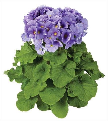 foto van een variëteit aan bloemen, te gebruiken als: Pot Primula obconica Touch Me® F1 Blue