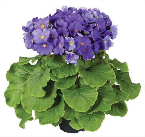foto van een variëteit aan bloemen, te gebruiken als: Pot Primula obconica Touch Me® F1 Dark-Blue