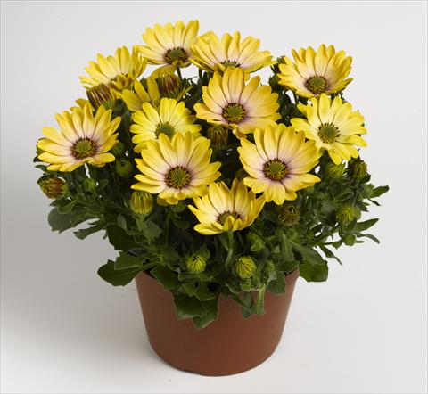 foto van een variëteit aan bloemen, te gebruiken als: Pot - en perkplant Osteospermum RED FOX Summertime® Sunshine