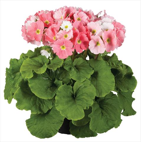 foto van een variëteit aan bloemen, te gebruiken als: Pot Primula obconica Touch Me® F1 Light Pink