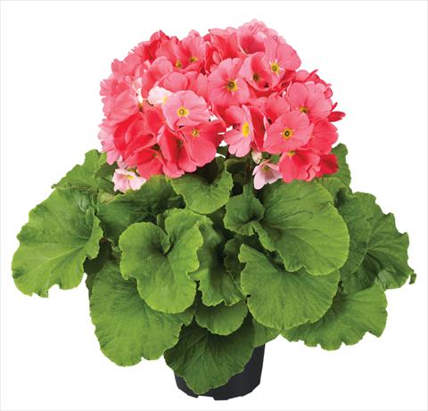 foto van een variëteit aan bloemen, te gebruiken als: Pot Primula obconica Touch Me® F1 Pink