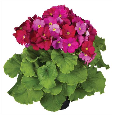 foto van een variëteit aan bloemen, te gebruiken als: Pot Primula obconica Touch Me® F1 Red