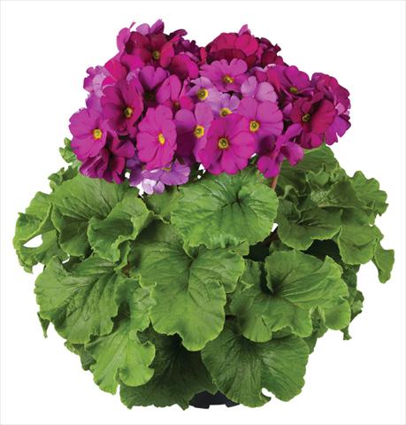 foto van een variëteit aan bloemen, te gebruiken als: Pot Primula obconica Touch Me® F1 Violet