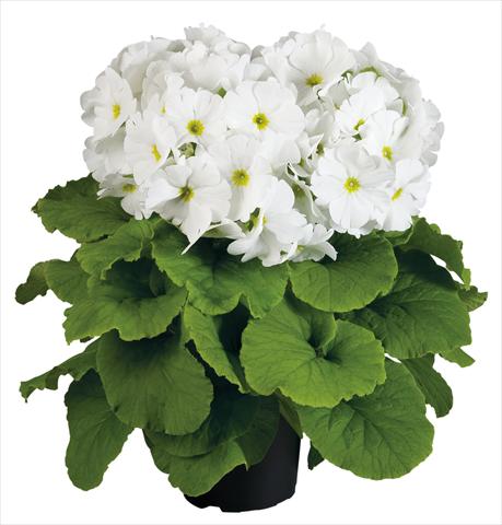 foto van een variëteit aan bloemen, te gebruiken als: Pot Primula obconica Touch Me® F1 White