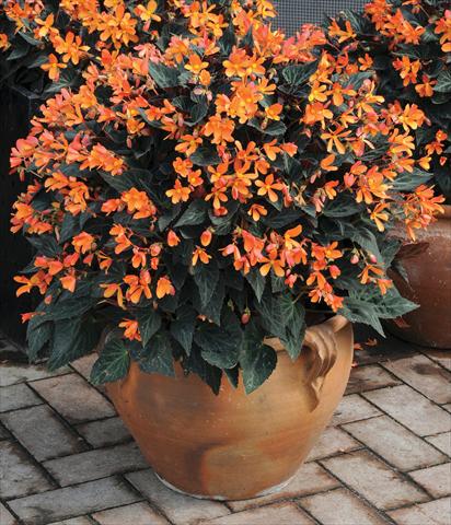 foto van een variëteit aan bloemen, te gebruiken als: Perkplant, potplant of korfplant Begonia hybrida Glowing Embers™