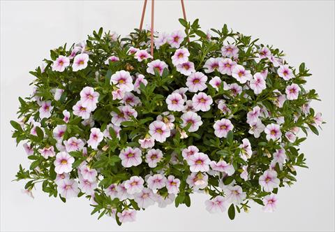 foto van een variëteit aan bloemen, te gebruiken als: Potplant, perkplant, patioplant, korfplant Calibrachoa Noa® Almond Blossom