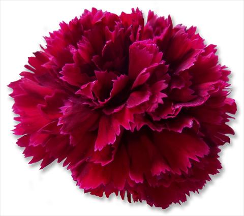 foto van een variëteit aan bloemen, te gebruiken als: Snijbloemen Dianthus caryophyllus Nobbio® Crimson