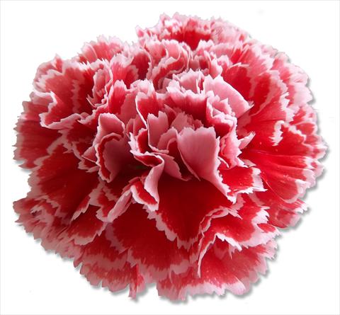 foto van een variëteit aan bloemen, te gebruiken als: Snijbloemen Dianthus caryophyllus Nobbio® Watermelon