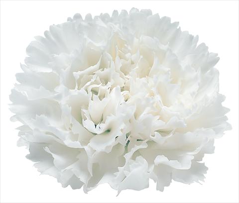 foto van een variëteit aan bloemen, te gebruiken als: Snijbloemen Dianthus caryophyllus Snow Storm