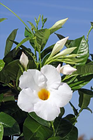 foto van een variëteit aan bloemen, te gebruiken als: Patioplant, potplant Dipladenia Diamantina® Agathe White 501