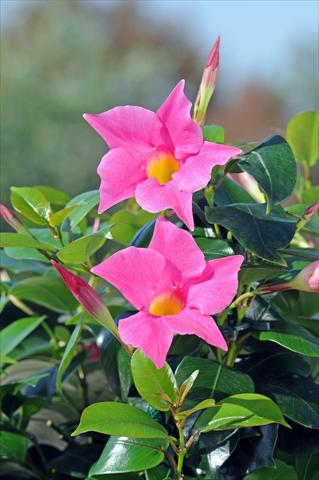 foto van een variëteit aan bloemen, te gebruiken als: Patioplant, potplant Dipladenia Diamantina® Jade Pink 206